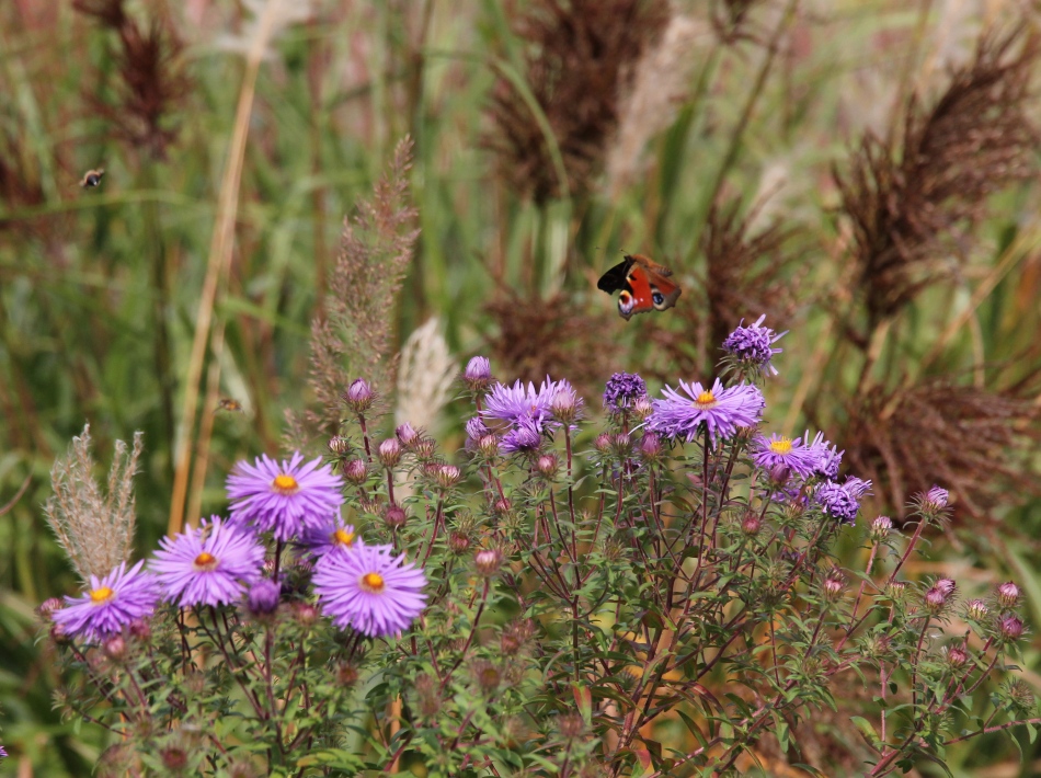 Tagpfauenauge im Flug