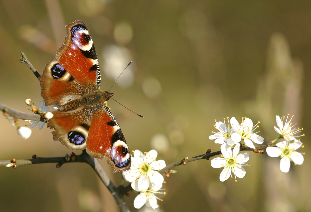 Tagpfauenauge im Frühling