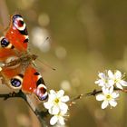 Tagpfauenauge im Frühling