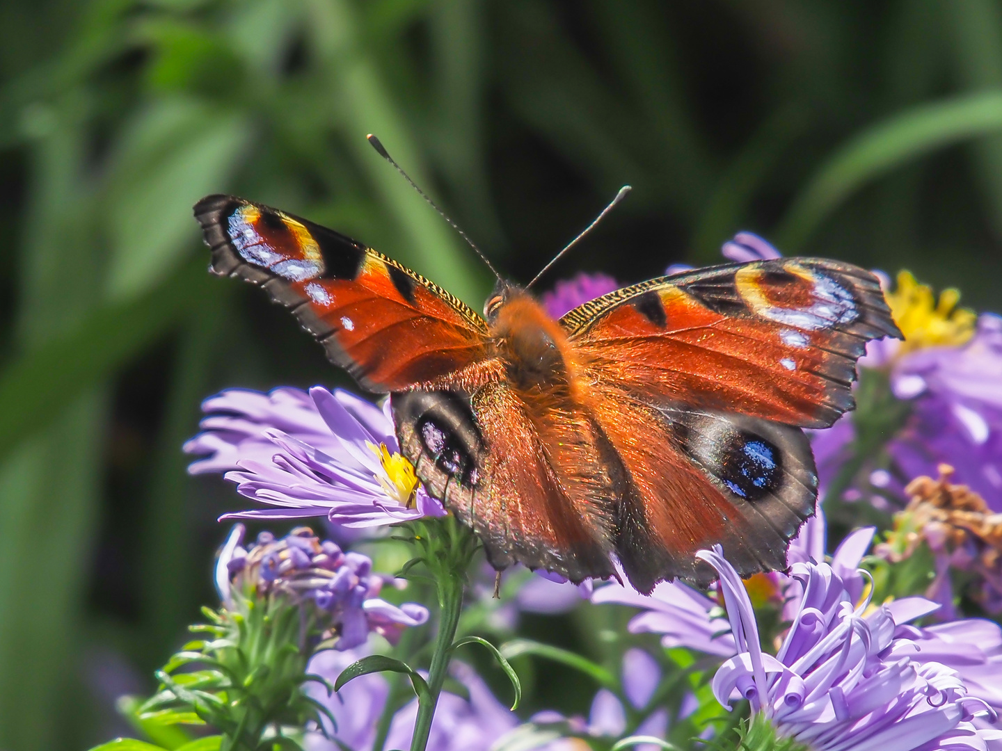 Tagpfauenauge im Garten