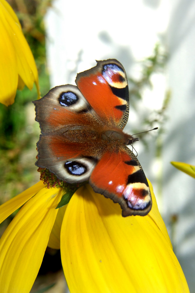 Tagpfauenauge im Garten