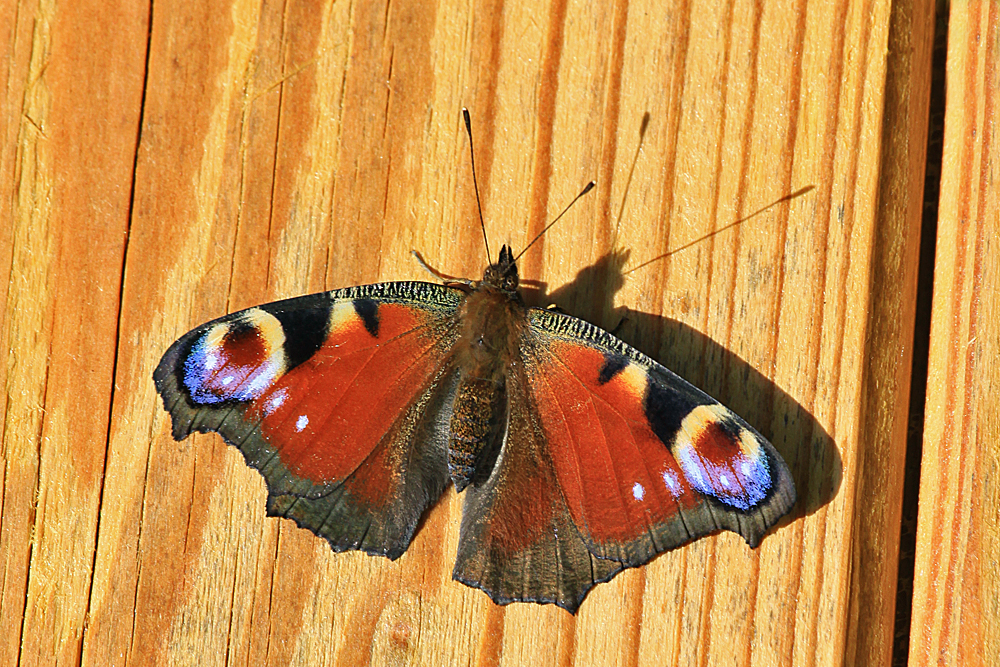 Tagpfauenauge im Garten!