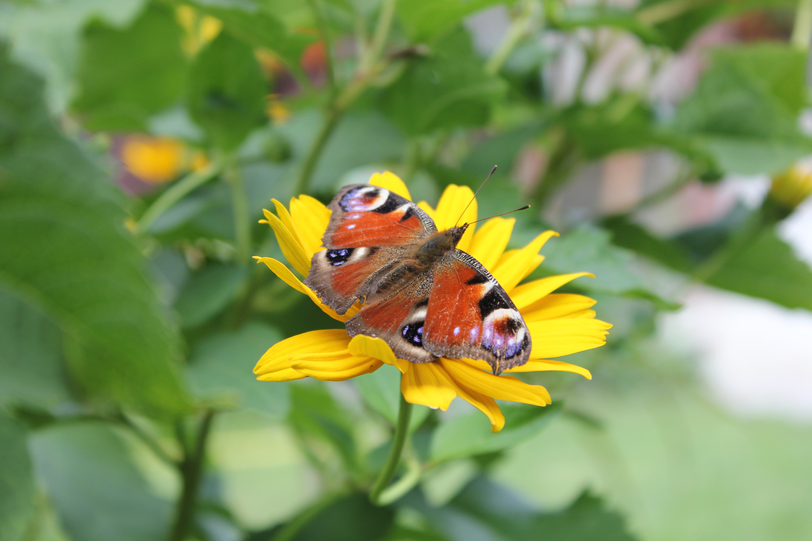 Tagpfauenauge im Garten