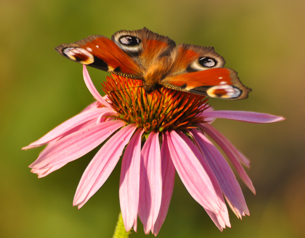 Tagpfauenauge im heimischen Garten