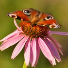 Tagpfauenauge im heimischen Garten