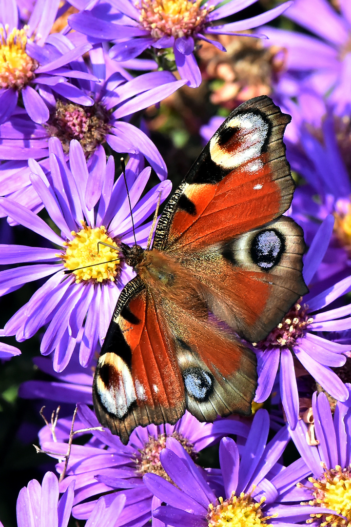 Tagpfauenauge im Herbst