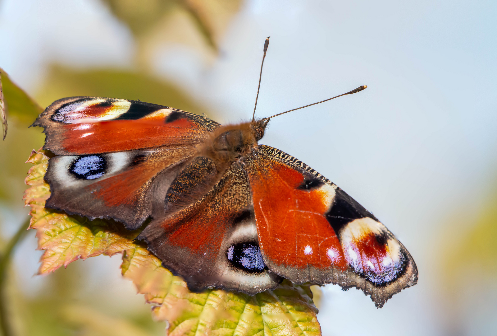 Tagpfauenauge im Herbst