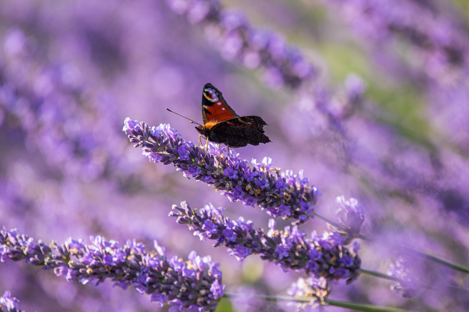 Tagpfauenauge im Lavendel