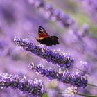 Tagpfauenauge im Lavendel