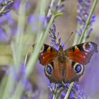 Tagpfauenauge im Lavendelrausch