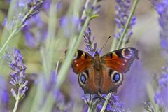 Tagpfauenauge im Lavendelrausch