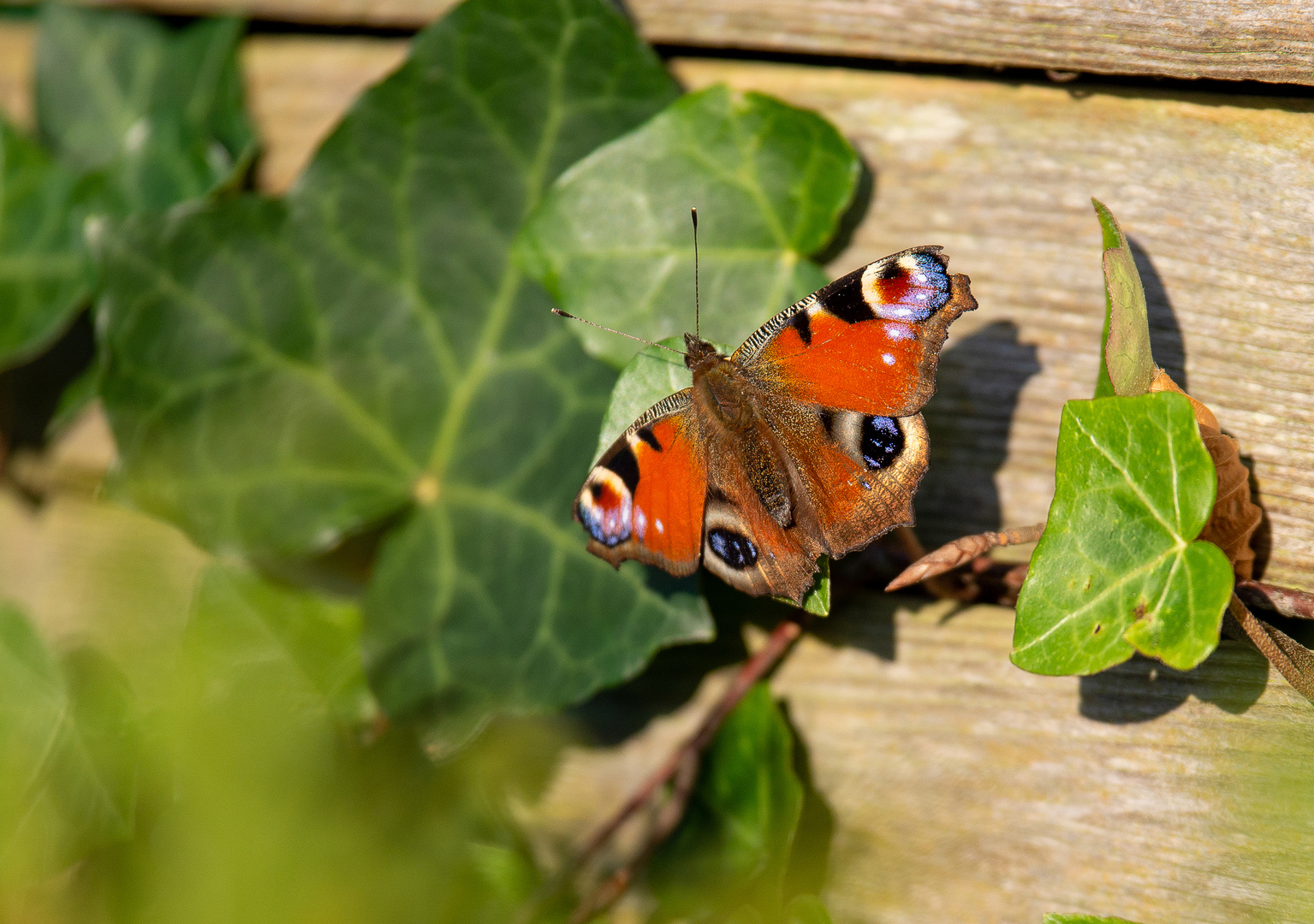 Tagpfauenauge im November