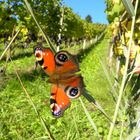 Tagpfauenauge im Rebberg