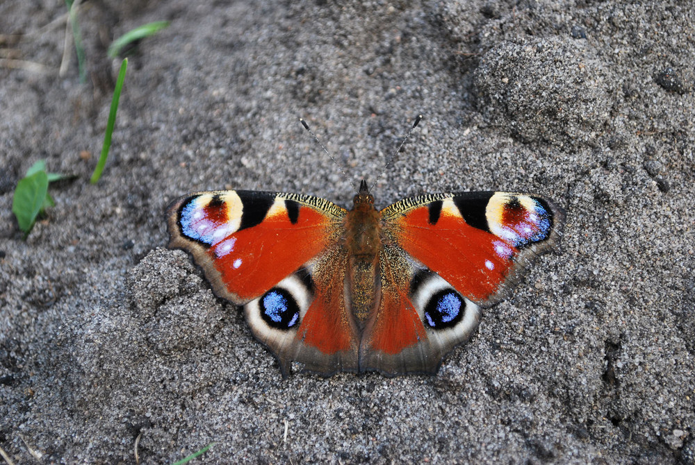 Tagpfauenauge im Sand