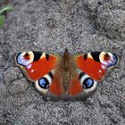 Tagpfauenauge im Sand