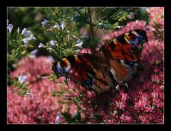 Tagpfauenauge im Schattenspiel