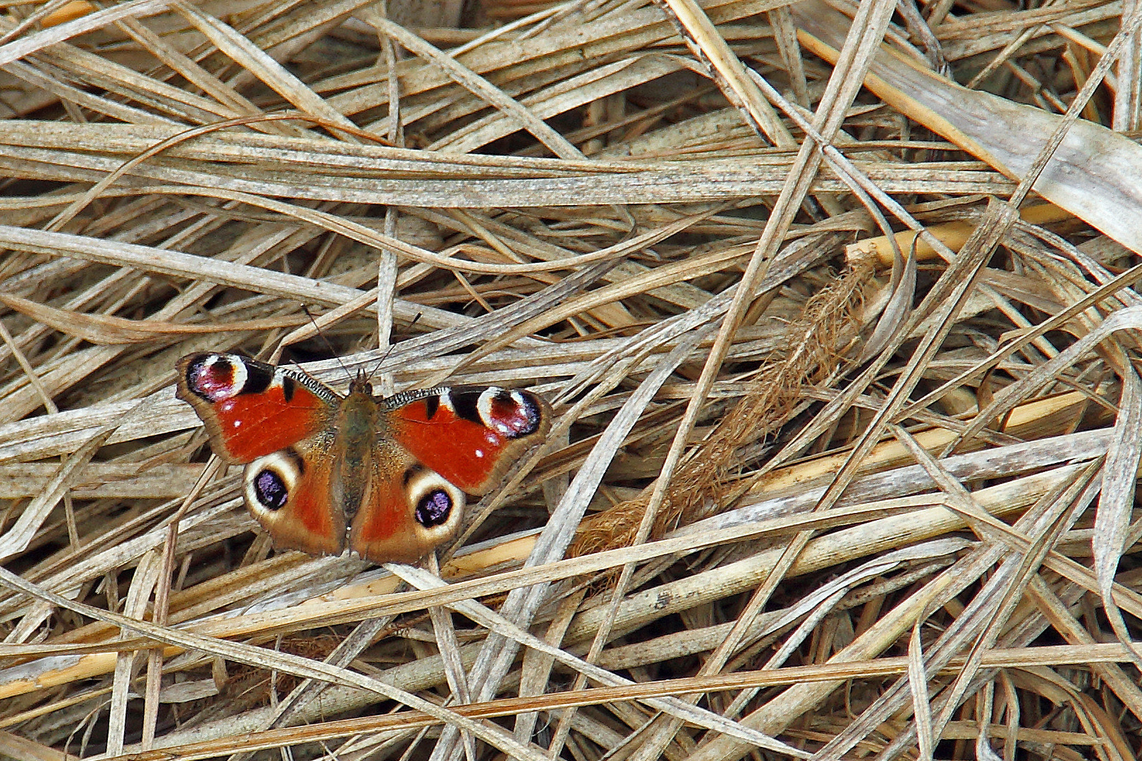 Tagpfauenauge im Schilfgras