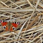 Tagpfauenauge im Schilfgras