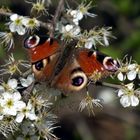 Tagpfauenauge im Schlehenbusch