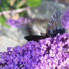 Tagpfauenauge im Schmetterlingsflieder