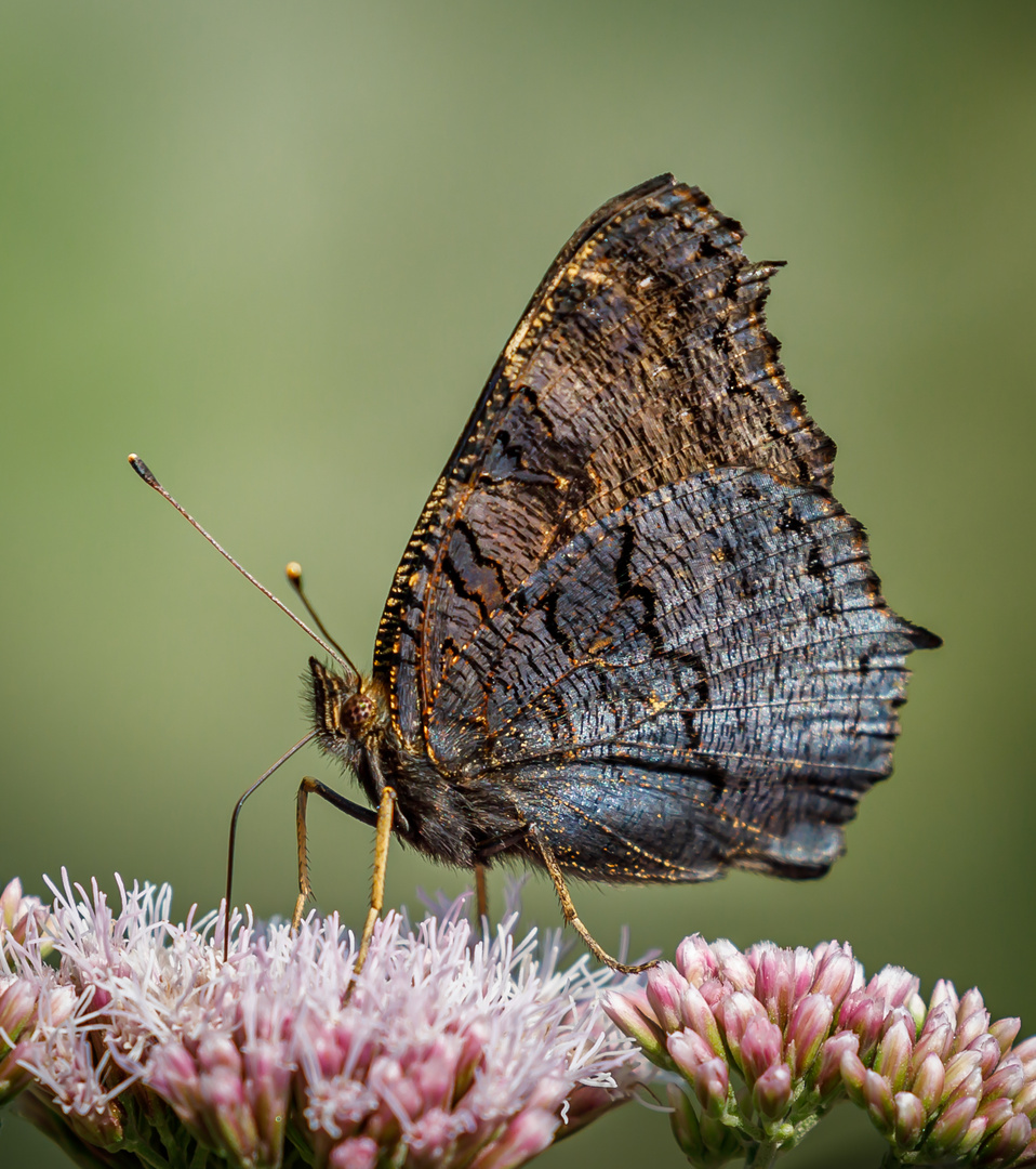 Tagpfauenauge im Seitenprofil (Aglais io)