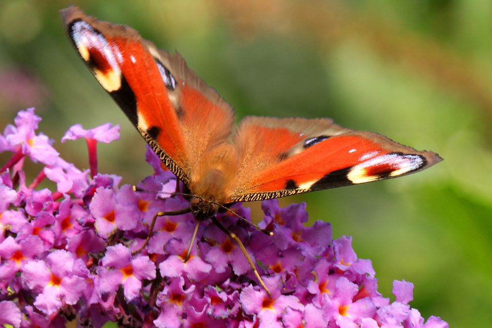 Tagpfauenauge im Sommerflieder