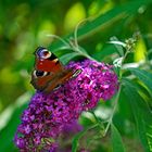 Tagpfauenauge im Sommerflieder