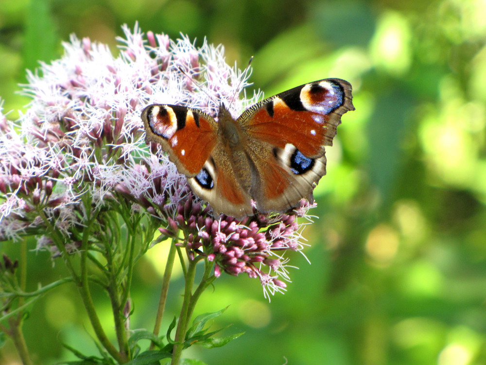 Tagpfauenauge im Spätsommer