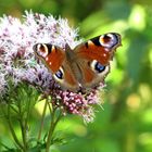 Tagpfauenauge im Spätsommer