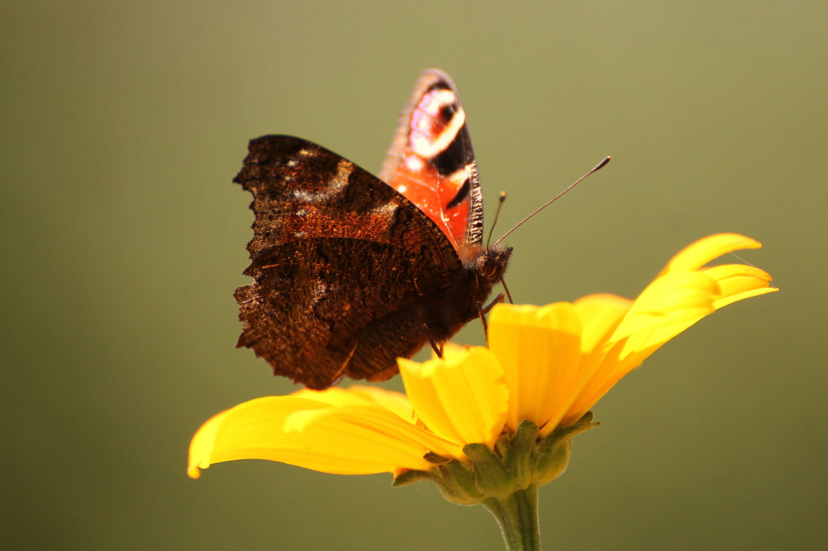 Tagpfauenauge in meinem Garten