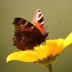 Tagpfauenauge in meinem Garten