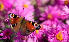 Tagpfauenauge in pink getaucht