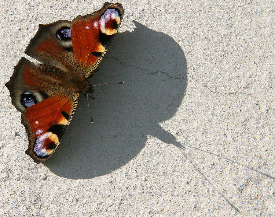 Tagpfauenauge in spätem Licht