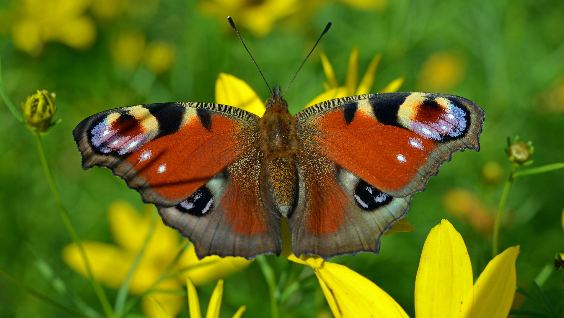 Tagpfauenauge (Inachis io)