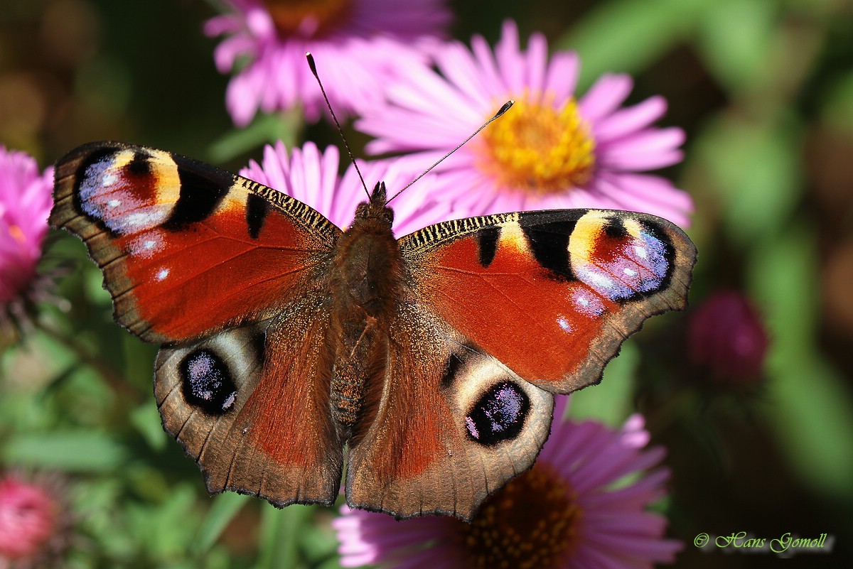 Tagpfauenauge (Inachis io)