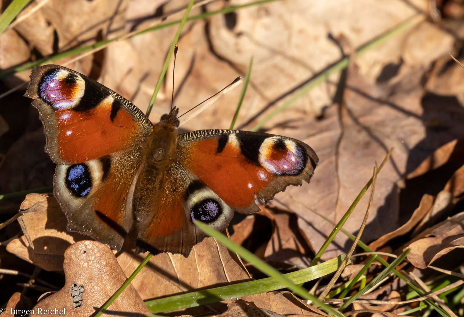 Tagpfauenauge ( Inachis io ) 