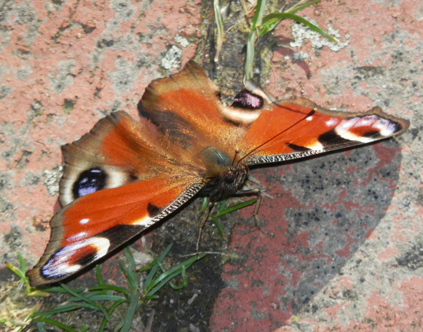 Tagpfauenauge (Inachis io)