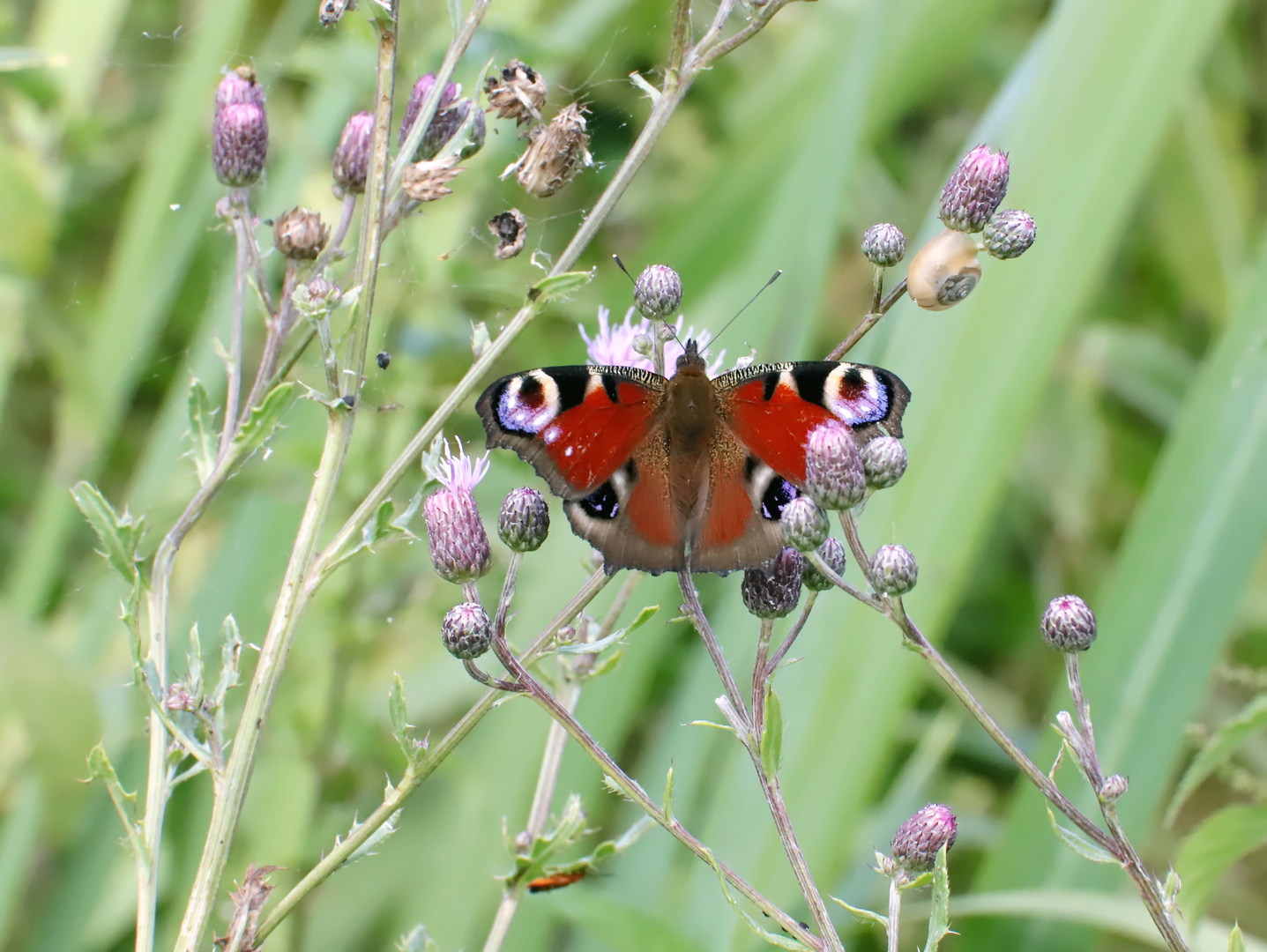 Tagpfauenauge (Inachis io)