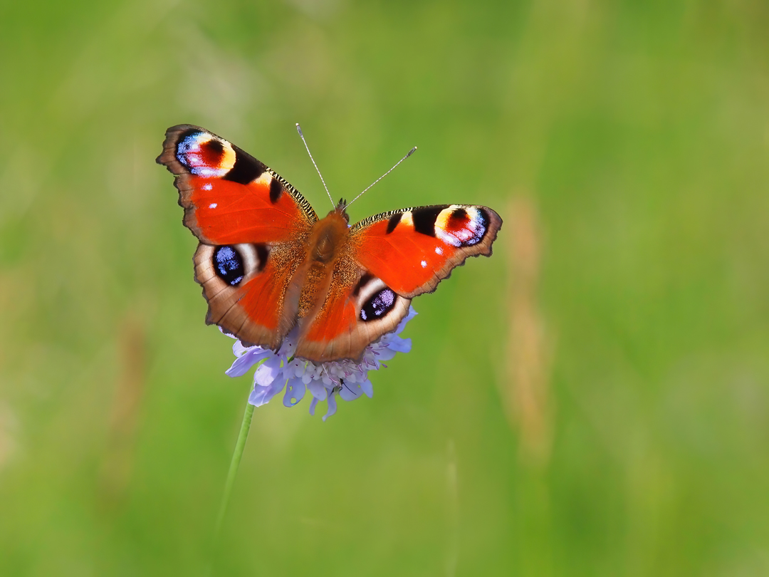 Tagpfauenauge, (Inachis io)