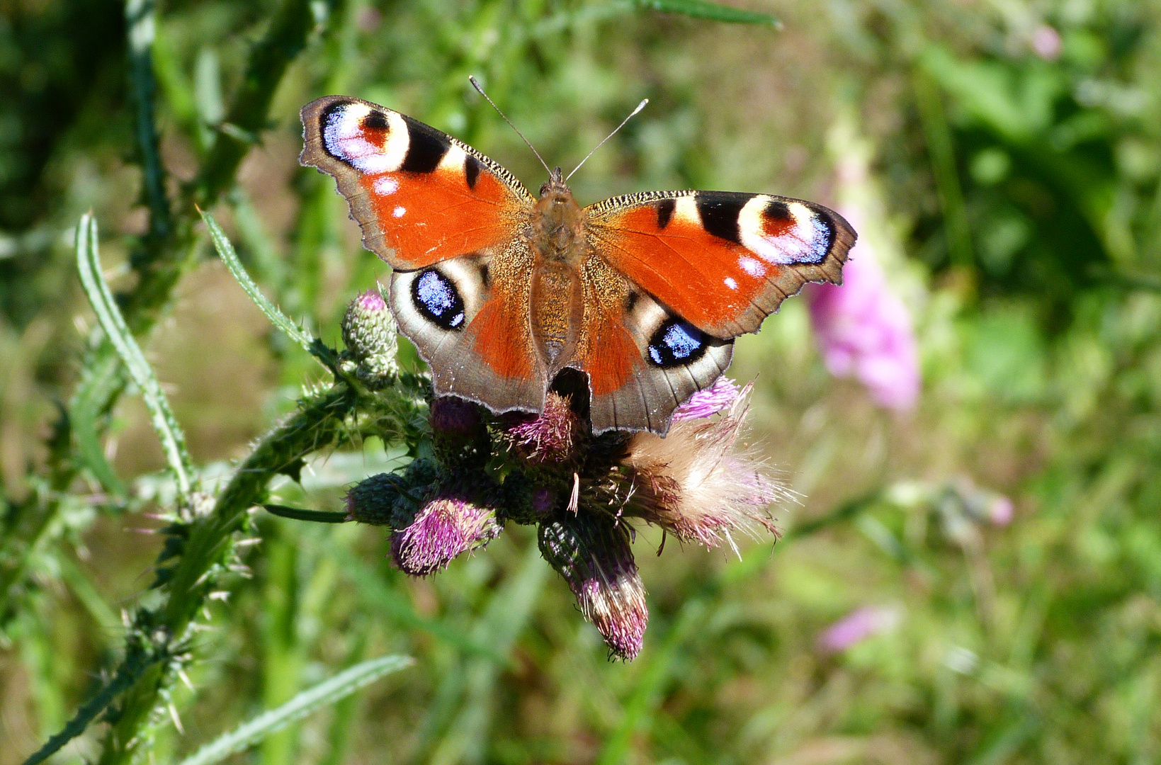 Tagpfauenauge (Inachis io)