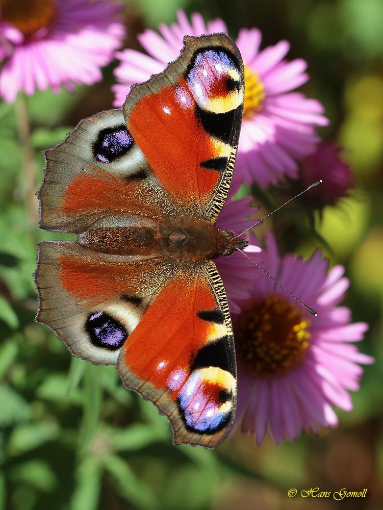 Tagpfauenauge (Inachis io)