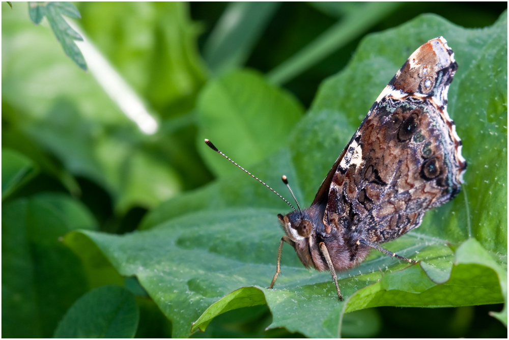 Tagpfauenauge (Inachis io)