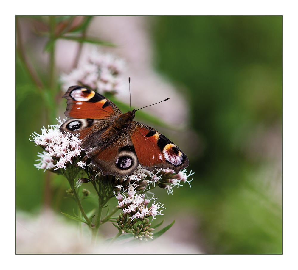 tagpfauenauge (inachis io)