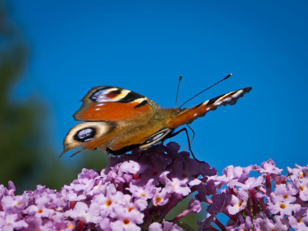 Tagpfauenauge (Inachis io)