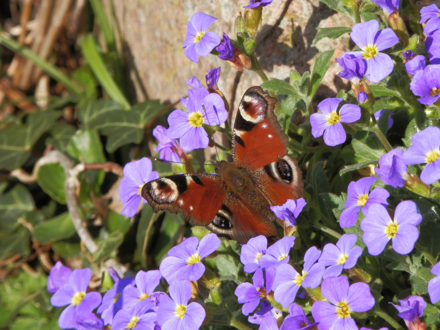 Tagpfauenauge (Inachis io) auf Blaukissen