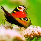 Tagpfauenauge ( Inachis io ) auf Gewöhnlicher Wasserdost (Eupatorium cannabium )