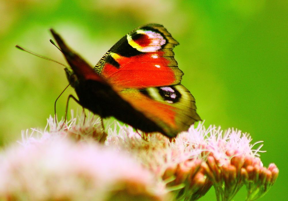 Tagpfauenauge ( Inachis io ) auf Gewöhnlicher Wasserdost (Eupatorium cannabium )