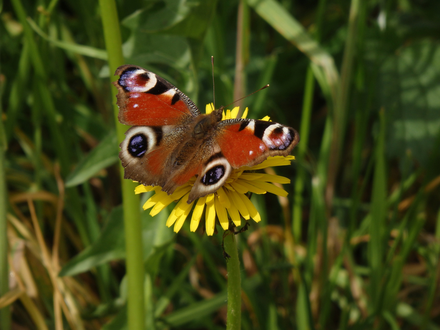 Tagpfauenauge (Inachis io) auf Löwenzahn