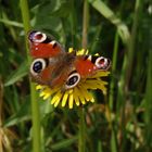 Tagpfauenauge (Inachis io) auf Löwenzahn