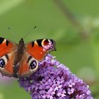 Tagpfauenauge (Inachis io) auf Sommerflieder